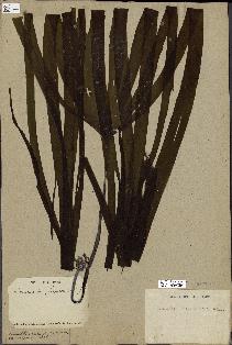 spécimen de Laminaria flexicaulis