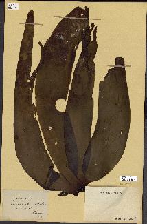 spécimen de Laminaria flexicaulis