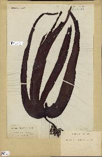 spécimen de Laminaria flexicaulis