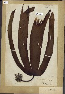 spécimen de Laminaria flexicaulis