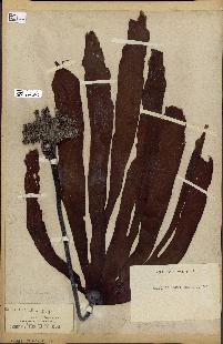 spécimen de Laminaria flexicaulis