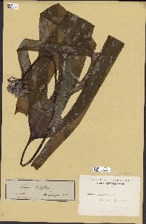 spécimen de Laminaria flexicaulis