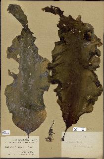 spécimen de Laminaria groenlandica