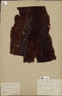spécimen de Laminaria japonica