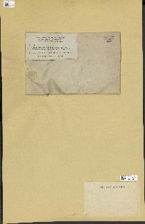 spécimen de Halimeda monile