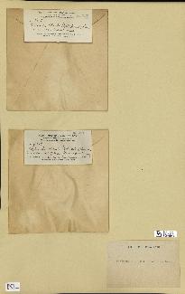 spécimen de Halimeda monile