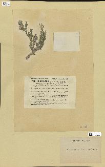 spécimen de Halimeda monile
