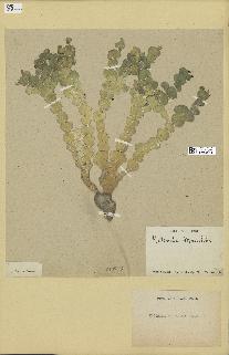 spécimen de Halimeda macroloba