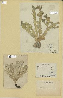 spécimen de Halimeda macroloba