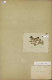 spécimen de Halimeda macroloba