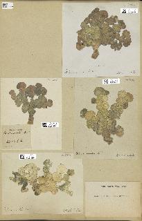 spécimen de Halimeda macroloba
