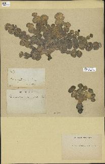 spécimen de Halimeda macroloba