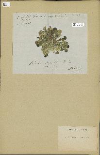 spécimen de Halimeda macroloba
