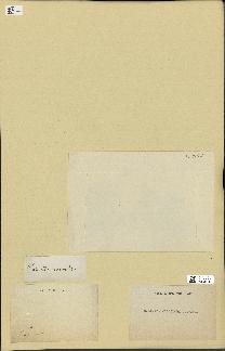 spécimen de Halimeda macroloba