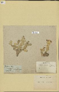 spécimen de Halimeda macroloba