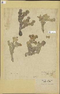 spécimen de Halimeda macroloba