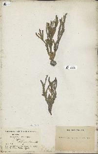 spécimen de Halimeda incrassata