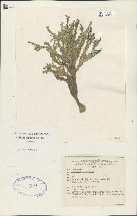 spécimen de Halimeda incrassata