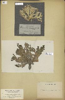 spécimen de Halimeda incrassata