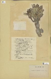 spécimen de Halimeda incrassata