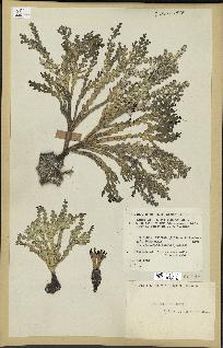 spécimen de Halimeda incrassata