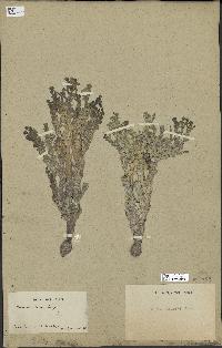 spécimen de Halimeda incrassata