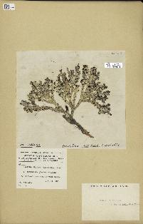 spécimen de Halimeda incrassata