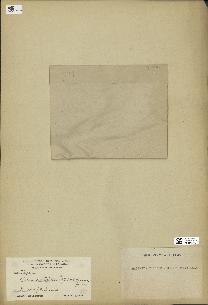 spécimen de Halimeda incrassata