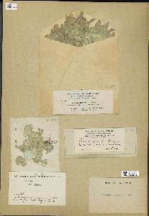spécimen de Halimeda discoidea