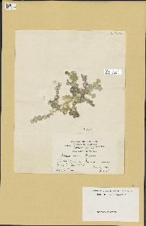 spécimen de Halimeda discoidea