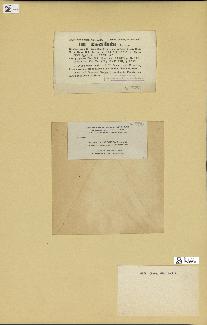 spécimen de Halimeda discoidea