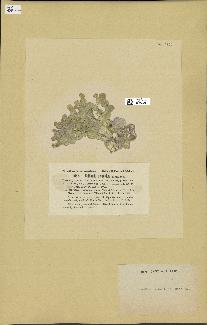 spécimen de Halimeda discoidea