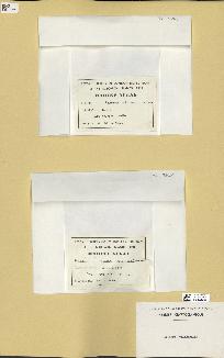 spécimen de Halimeda cylindracea