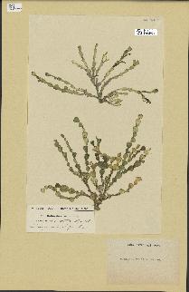 spécimen de Halimeda cuneata