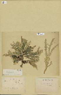 spécimen de Halimeda cuneata