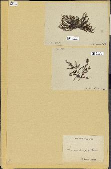 spécimen de Laurencia intricata