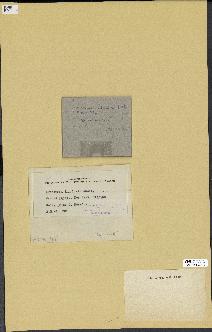 spécimen de Laurencia intricata