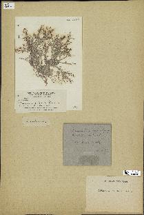 spécimen de Laurencia intricata
