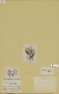 spécimen de Laurencia intricata