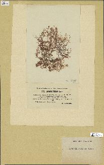 spécimen de Laurencia intricata