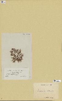 spécimen de Laurencia intricata
