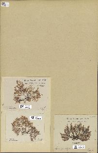 spécimen de Laurencia pinnatifida