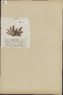 spécimen de Laurencia pinnatifida