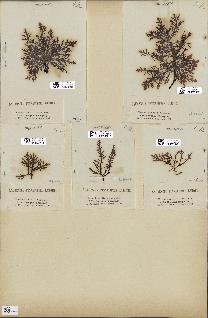 spécimen de Laurencia pinnatifida