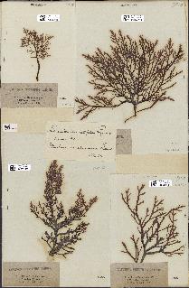 spécimen de Laurencia pinnatifida