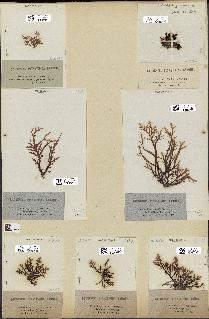 spécimen de Laurencia pinnatifida