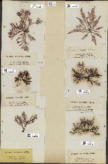 spécimen de Laurencia pinnatifida