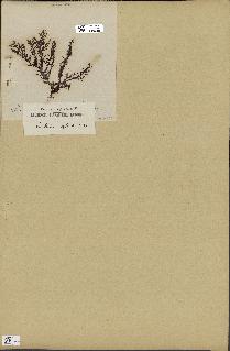 spécimen de Laurencia pinnatifida