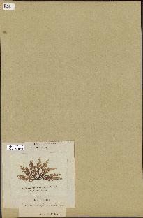 spécimen de Laurencia pinnatifida