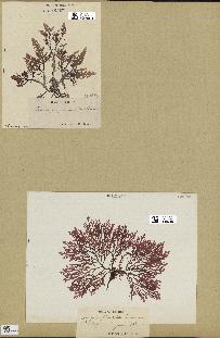 spécimen de Laurencia pinnatifida